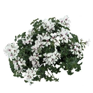 Bild von Geranium Hang P12 Balcon  Glacier White